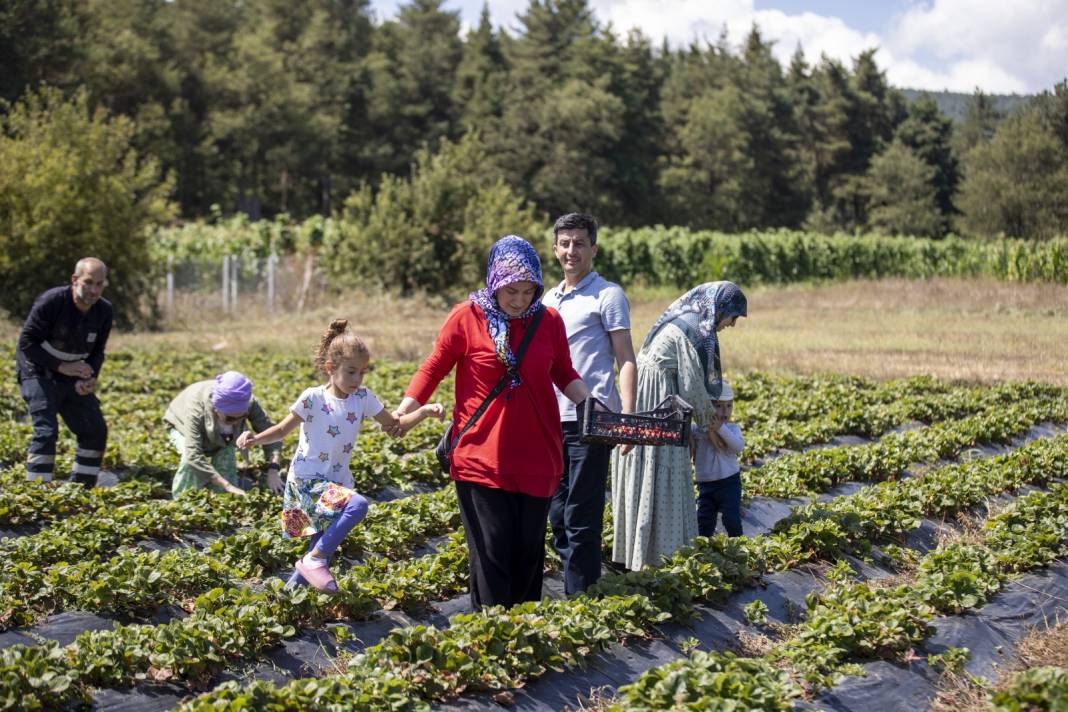 Tarlada kilosu 100 liraya satılıyor: 1000 metre rakımda bu aroma Türkiye'nin başka yerinde bulunmuyor 4